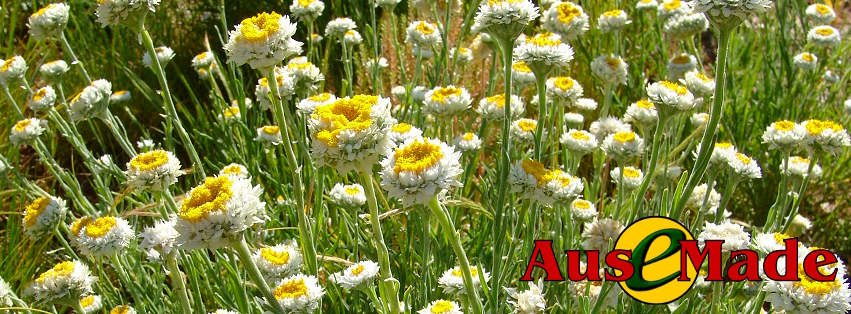 Ausemade Facebook - Poached Egg Daisy (Polycalymma stuartii)