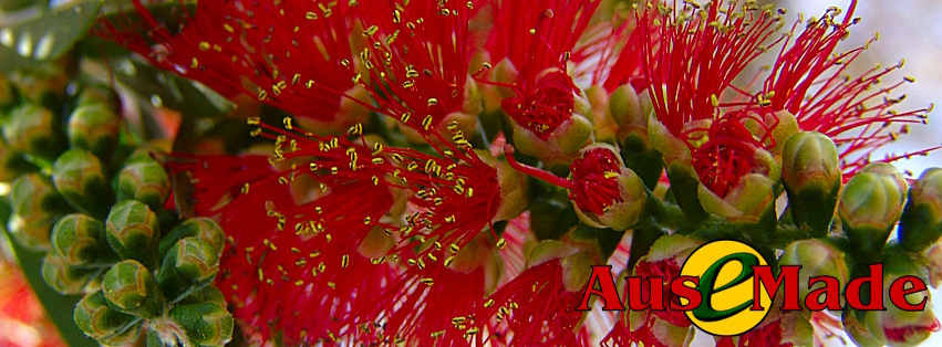 Ausemade Facebook (Timeline) - The genus Callistemon, contains some 34 species of shrubs among the most common being the Red Bottlebrush