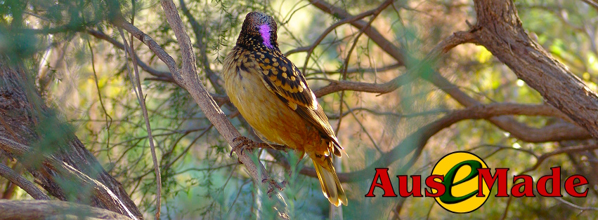 Ausemade Facebook (Timeline) - Western Bowerbird (Chlamydera guttata)