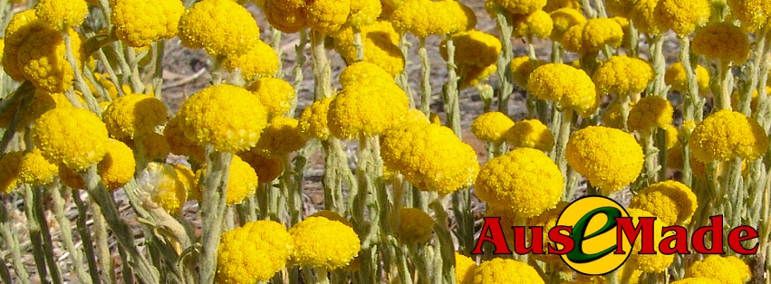 Ausemade Facebook (Timeline) - Yellow Billybutton (Calocephalus platycephalus)