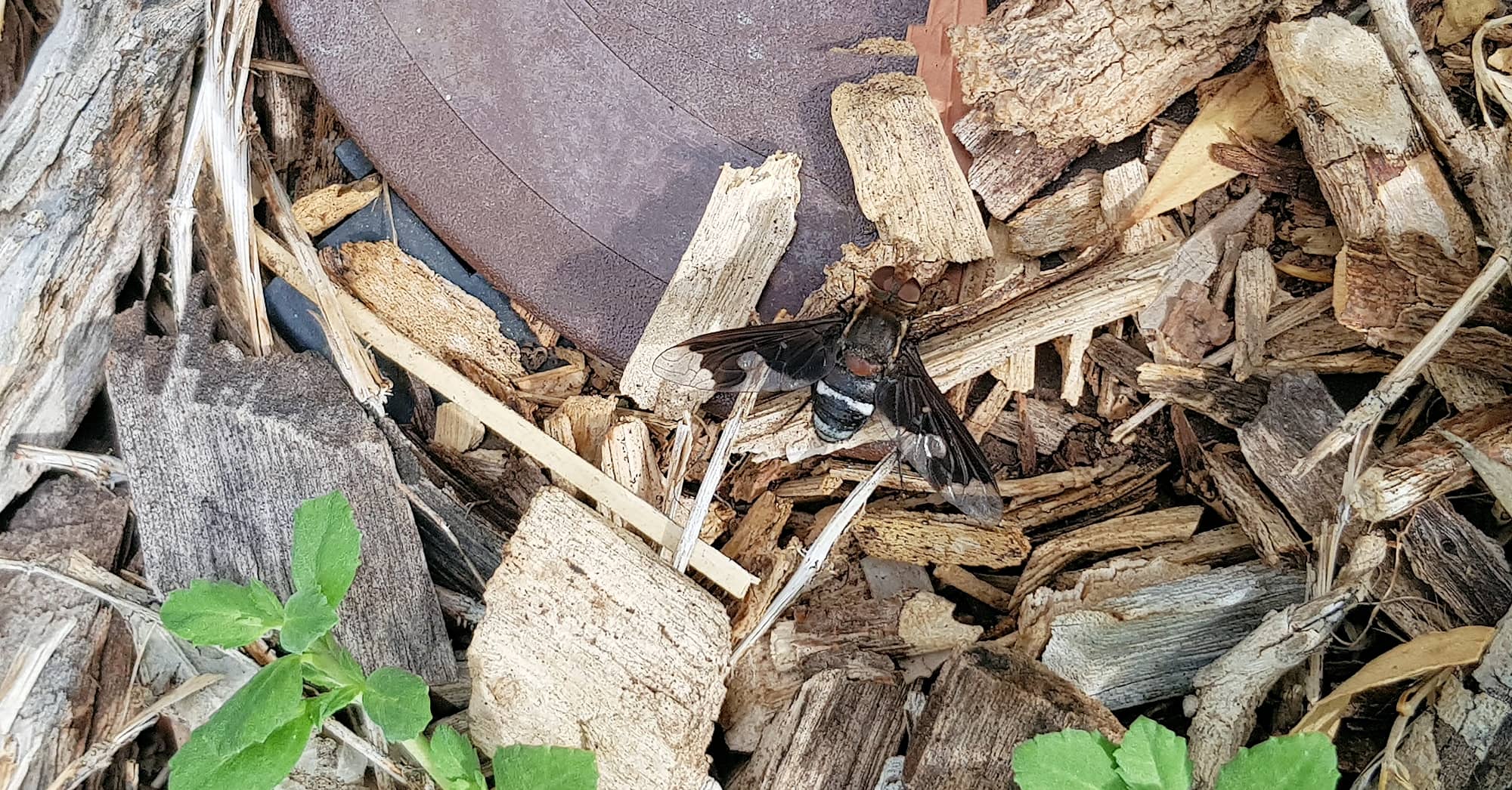Balaana Beefly (Balaana abscondita), Alice Springs, NT