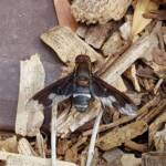 Balaana Beefly (Balaana abscondita), Alice Springs, NT
