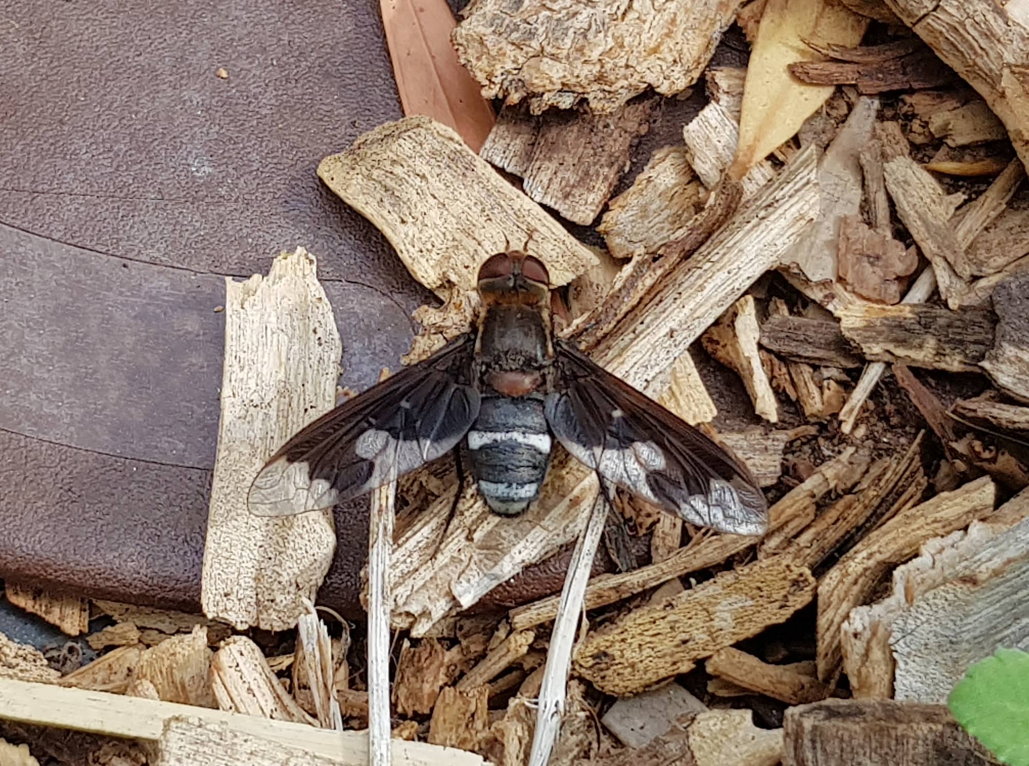 Balaana Beefly (Balaana abscondita), Alice Springs, NT