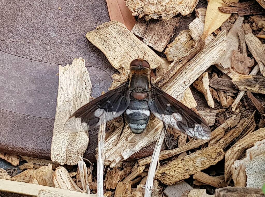 Balaana Beefly (Balaana abscondita), Alice Springs, NT