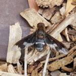 Balaana Beefly (Balaana abscondita), Alice Springs, NT