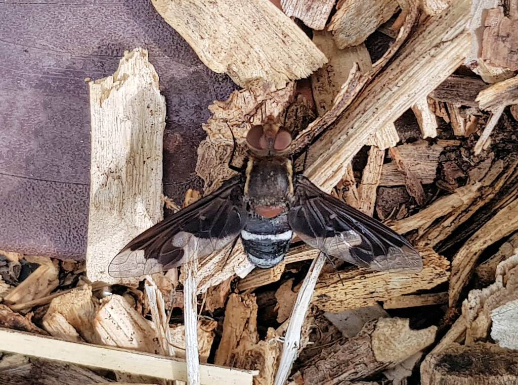 Balaana Beefly (Balaana abscondita), Alice Springs, NT