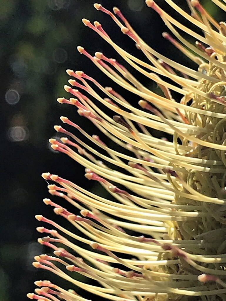 Banksia aemula - the shorter club-shaped pollen presenter at the end of the style © Karlo Taliana