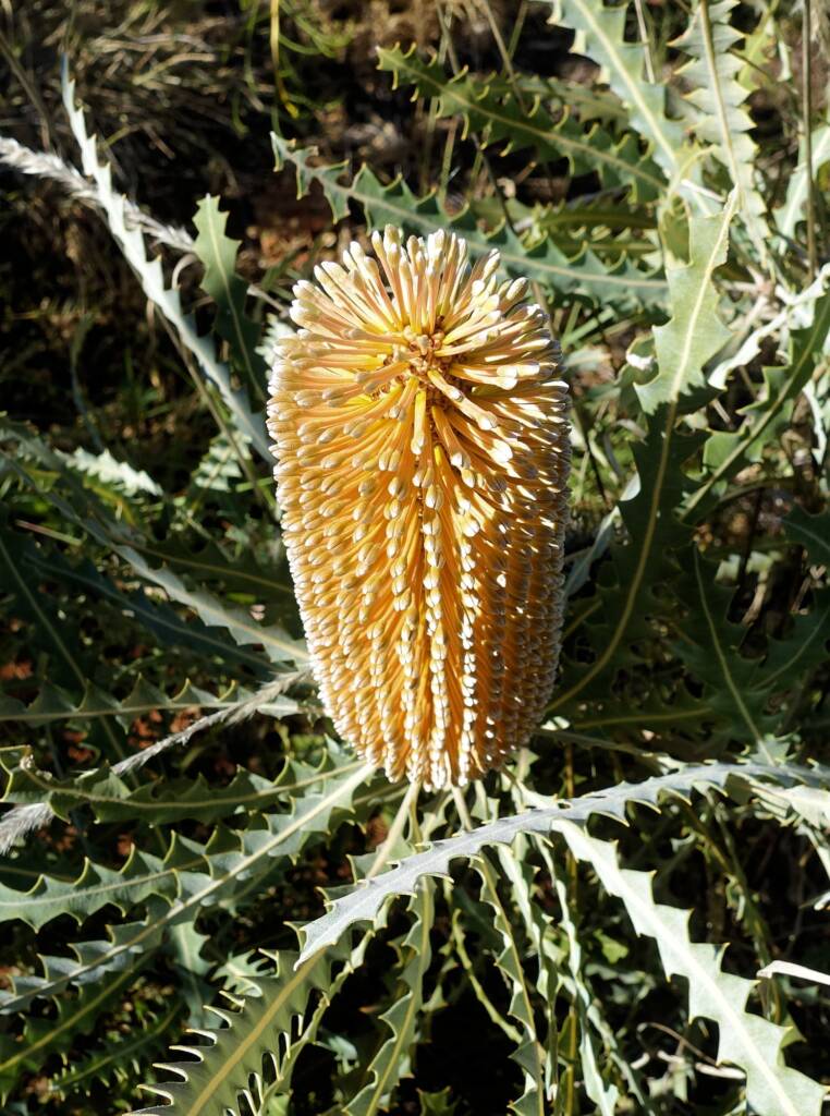 Ashby's banksia (Banksia ashbyi)