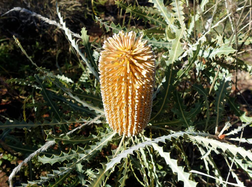 Ashby's banksia (Banksia ashbyi)