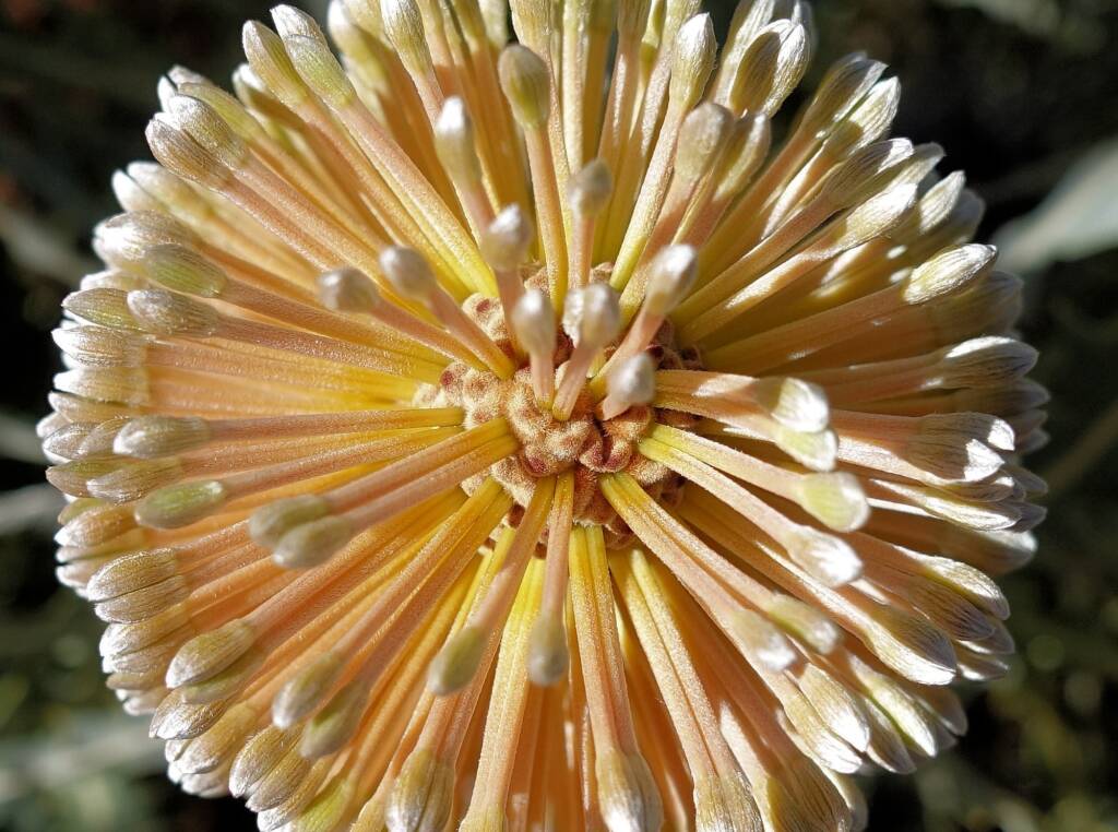 Ashby's banksia (Banksia ashbyi)