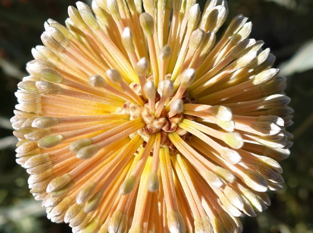 Ashby's banksia (Banksia ashbyi)