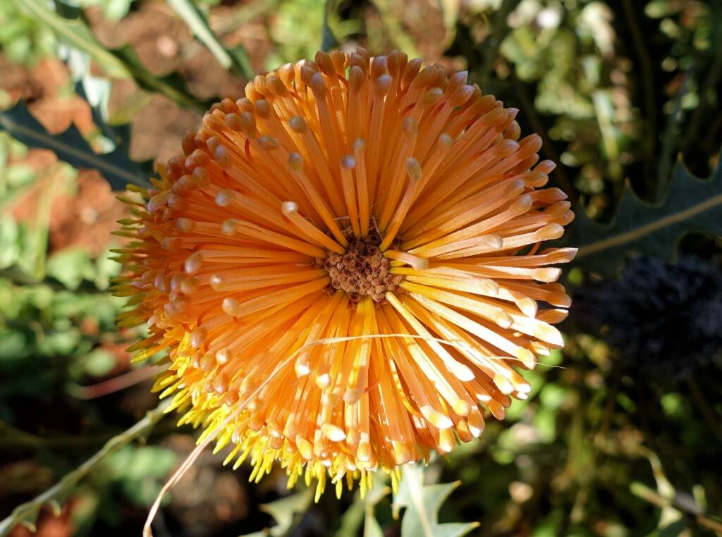 Ashby's banksia (Banksia ashbyi)