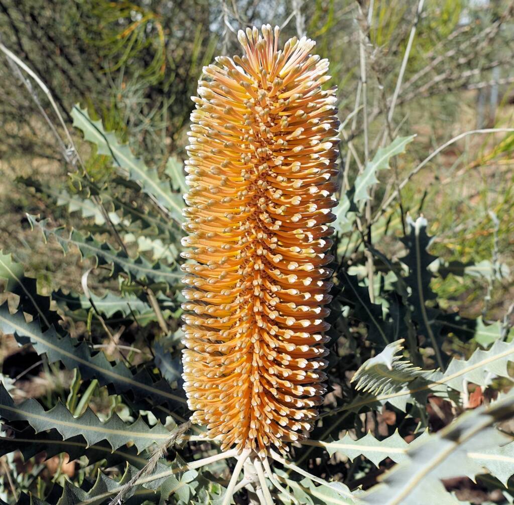 Ashby's banksia (Banksia ashbyi)