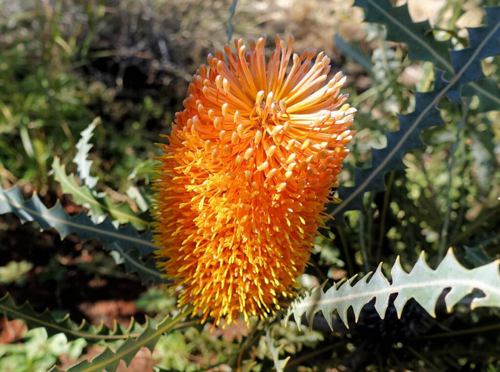 Ashby's banksia (Banksia ashbyi)