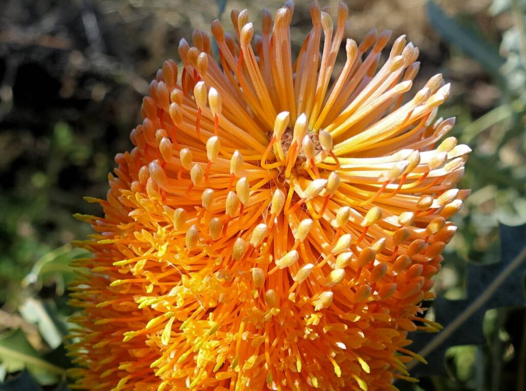 Ashby's banksia (Banksia ashbyi)