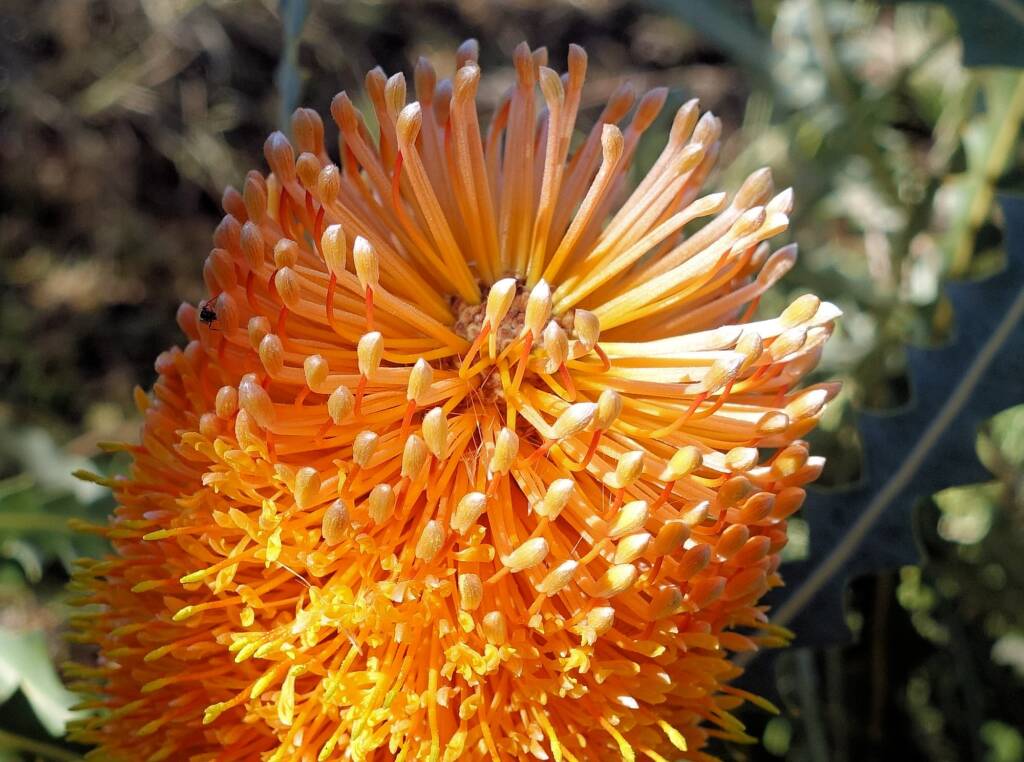 Ashby's banksia (Banksia ashbyi)
