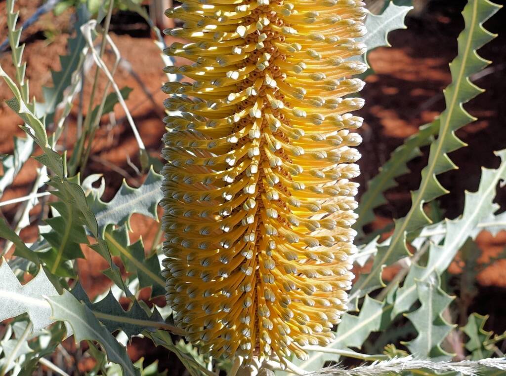 Ashby's banksia (Banksia ashbyi)