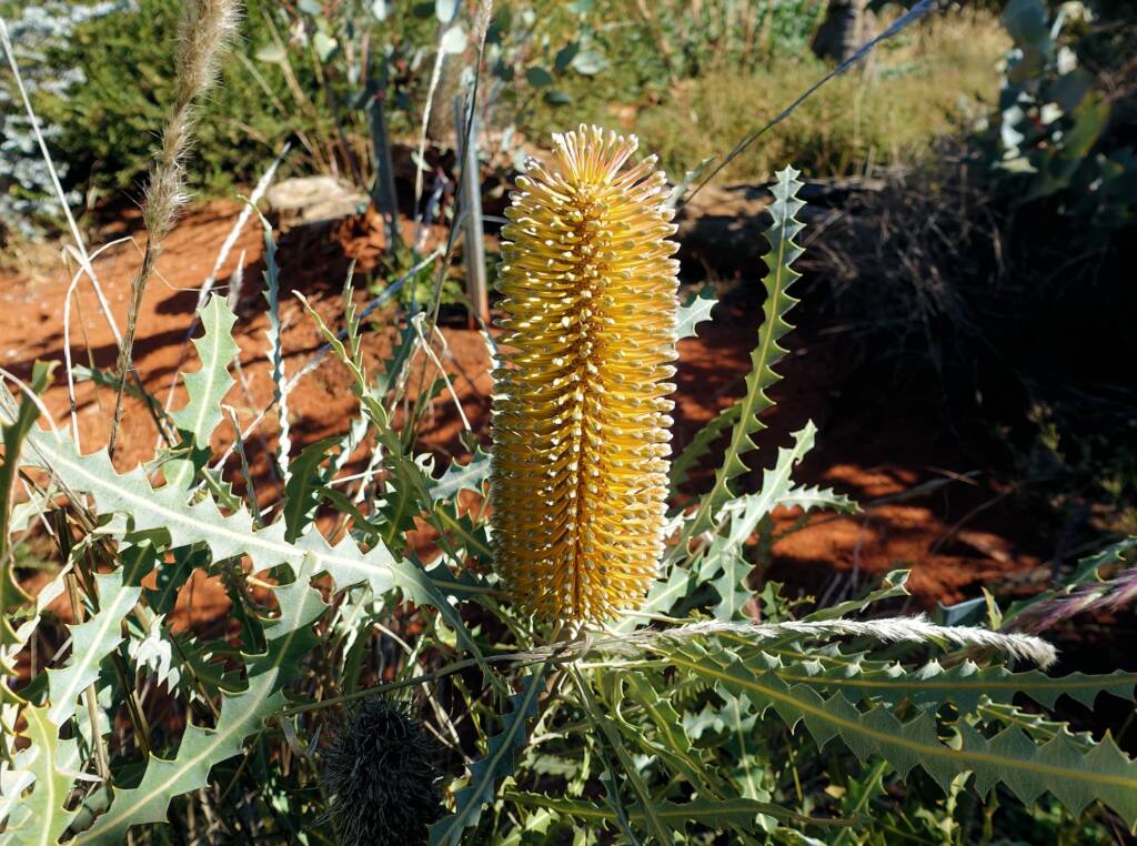 Ashby's banksia (Banksia ashbyi)