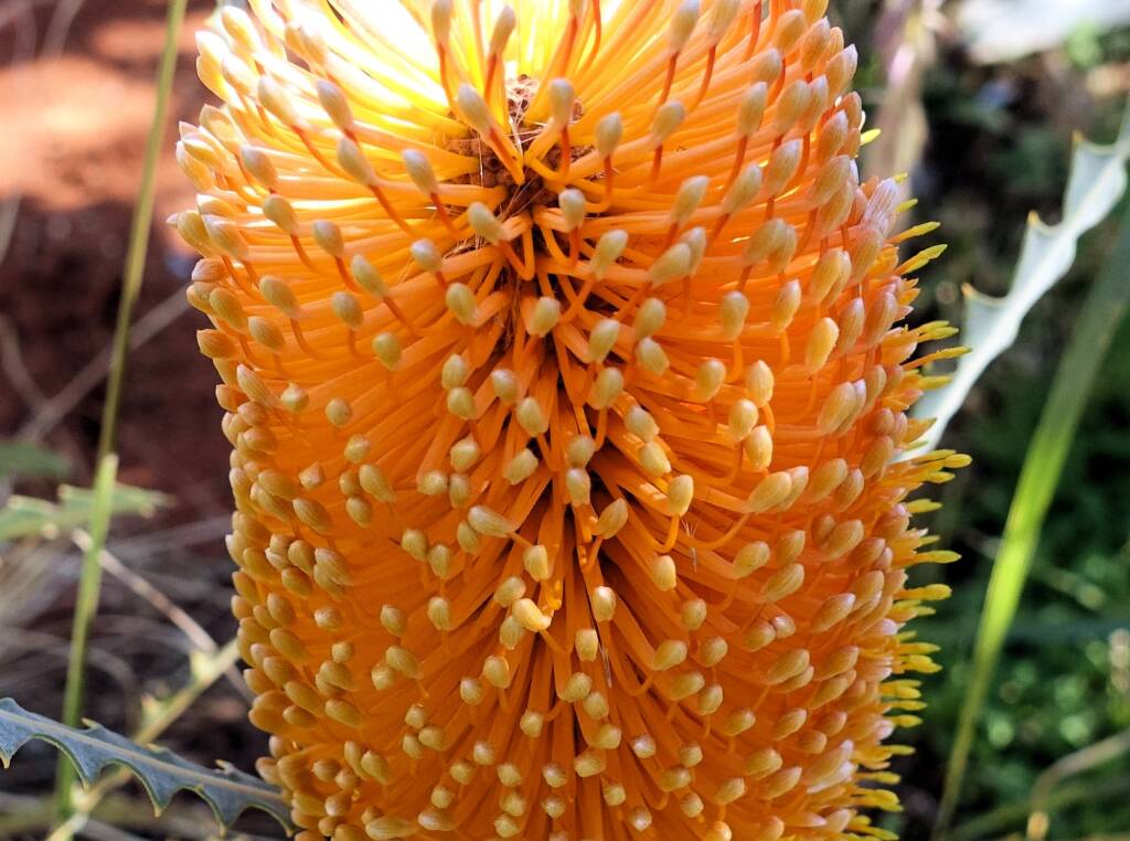 Ashby's banksia (Banksia ashbyi)