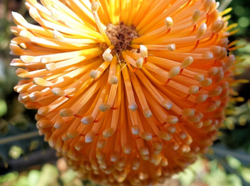Ashby's banksia (Banksia ashbyi)