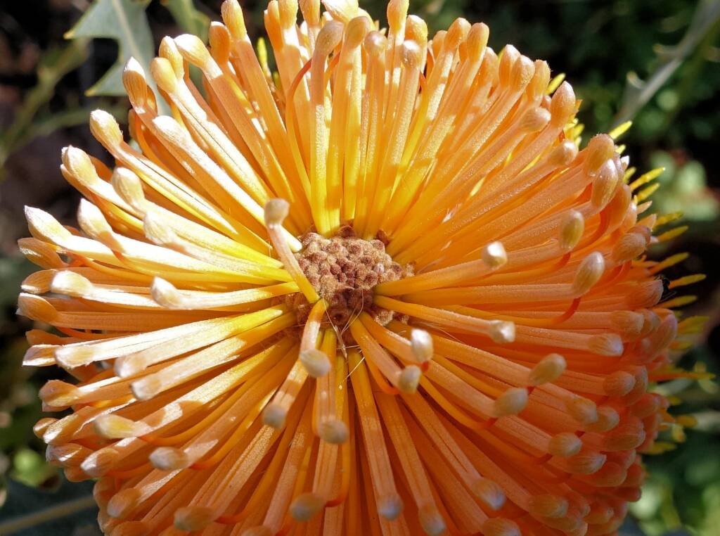 Ashby's banksia (Banksia ashbyi)