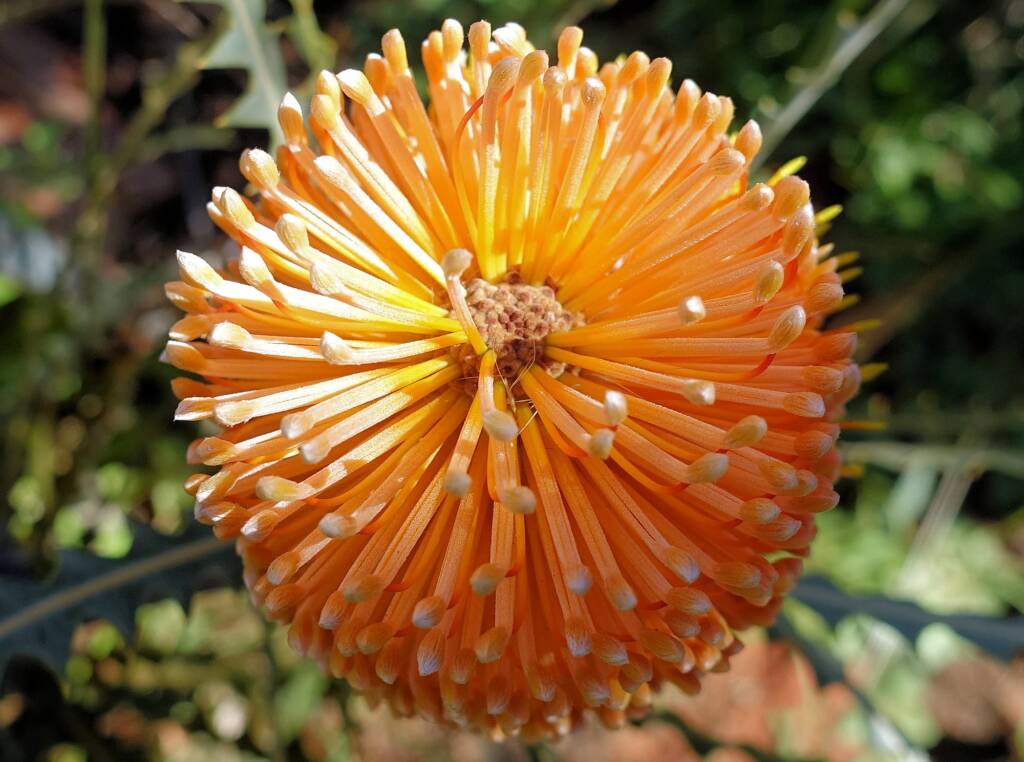 Ashby's banksia (Banksia ashbyi)