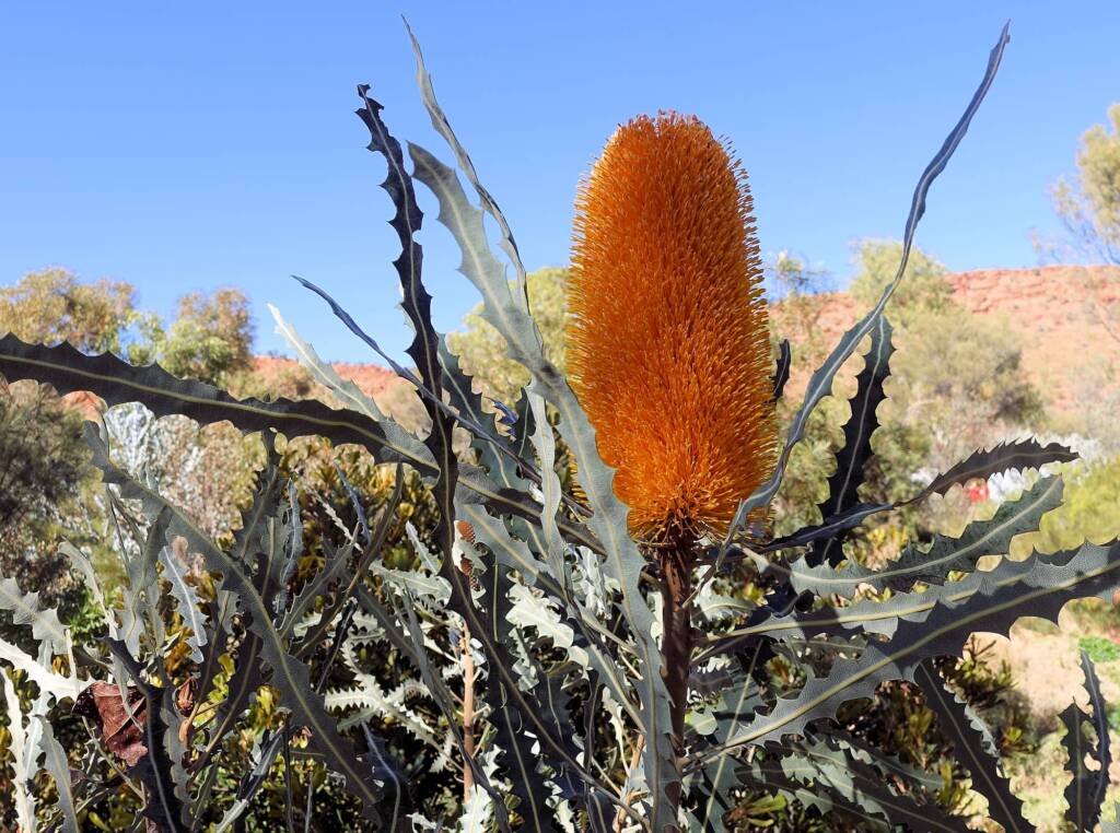 Ashby's banksia (Banksia ashbyi)