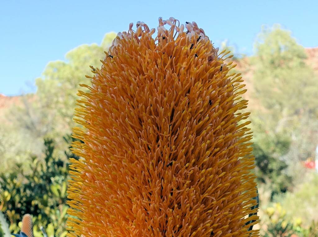 Ashby's banksia (Banksia ashbyi)