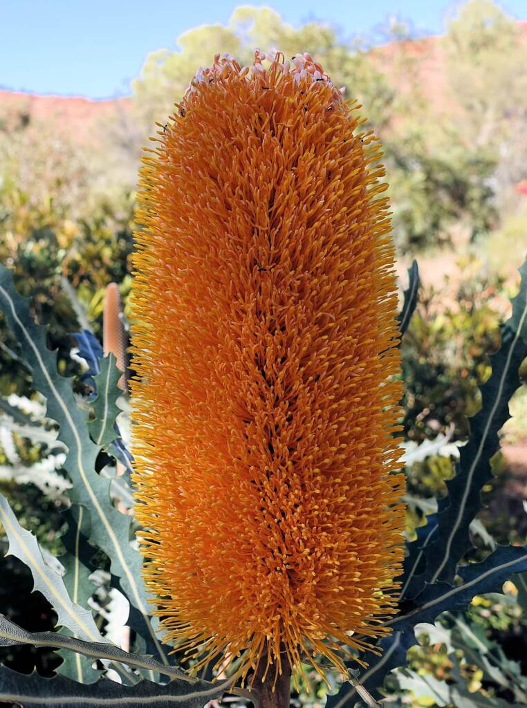 Ashby's banksia (Banksia ashbyi)