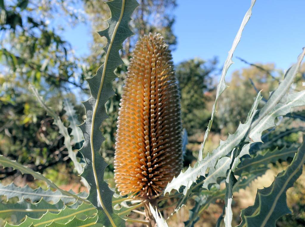 Ashby's banksia (Banksia ashbyi)