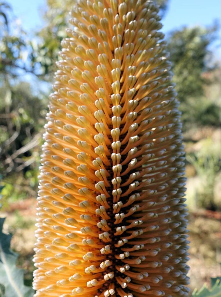 Ashby's banksia (Banksia ashbyi)