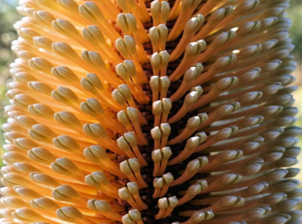 Ashby's banksia (Banksia ashbyi)