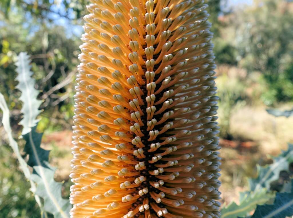 Ashby's banksia (Banksia ashbyi)