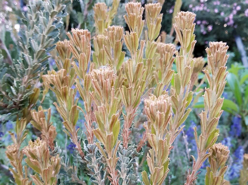 Cut-leaf Banksia (Banksia praemorsa), Alice Springs, NT