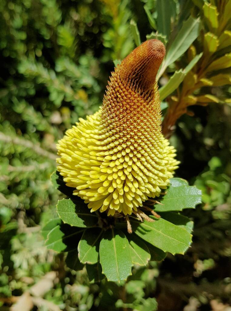 Cut-leaf Banksia (Banksia praemorsa), Alice Springs, NT