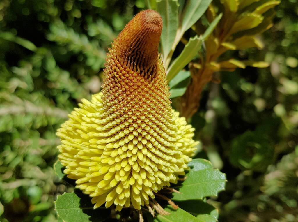 Cut-leaf Banksia (Banksia praemorsa), Alice Springs, NT