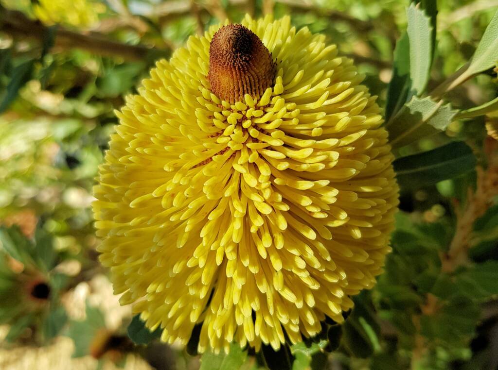 Cut-leaf Banksia (Banksia praemorsa), Alice Springs, NT