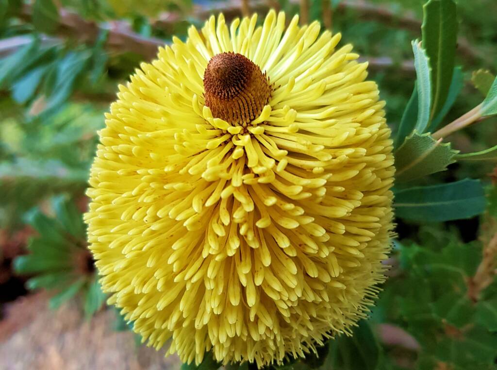 Cut-leaf Banksia (Banksia praemorsa), Alice Springs, NT