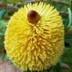 Cut-leaf Banksia (Banksia praemorsa), Alice Springs, NT