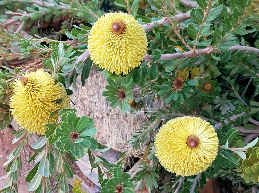 Cut-leaf Banksia (Banksia praemorsa), Alice Springs, NT
