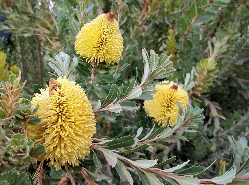 Cut-leaf Banksia (Banksia praemorsa), Alice Springs, NT