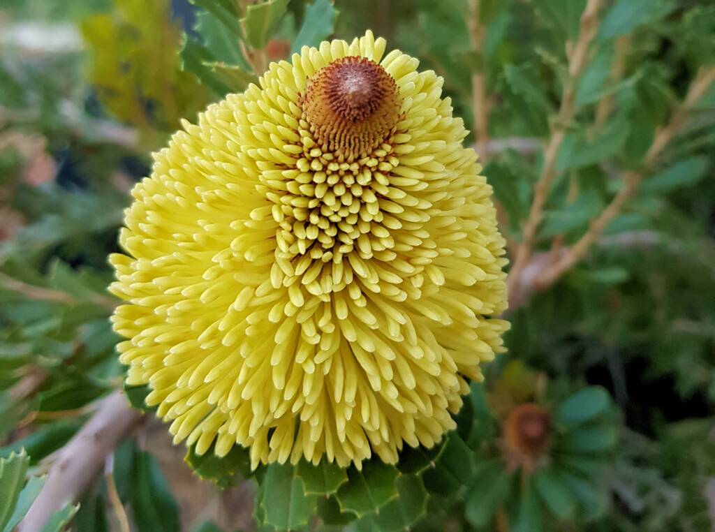 Cut-leaf Banksia (Banksia praemorsa), Alice Springs, NT