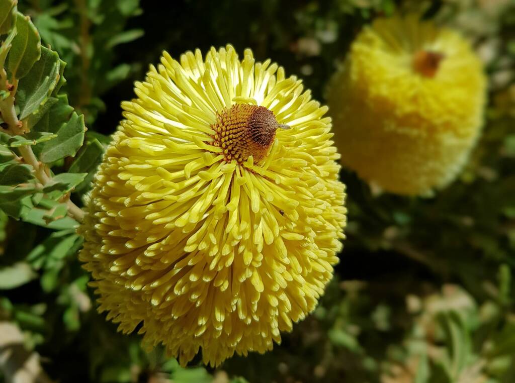 Cut-leaf Banksia (Banksia praemorsa), Alice Springs, NT