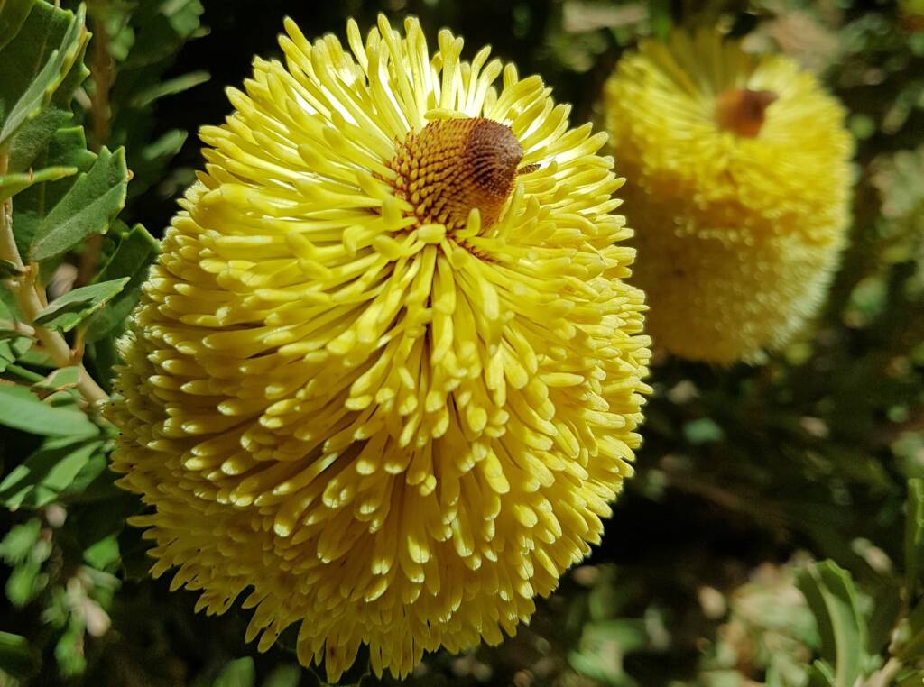 Cut-leaf Banksia (Banksia praemorsa), Alice Springs, NT