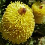 Cut-leaf Banksia (Banksia praemorsa), Alice Springs, NT