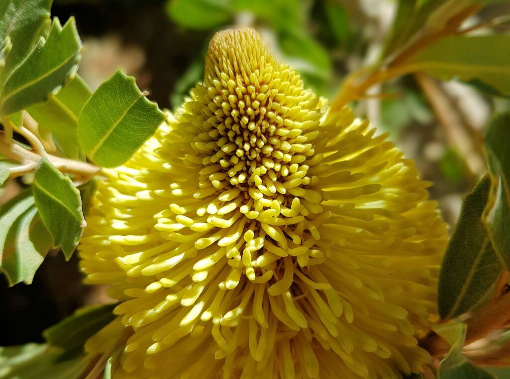 Cut-leaf Banksia (Banksia praemorsa), Alice Springs, NT