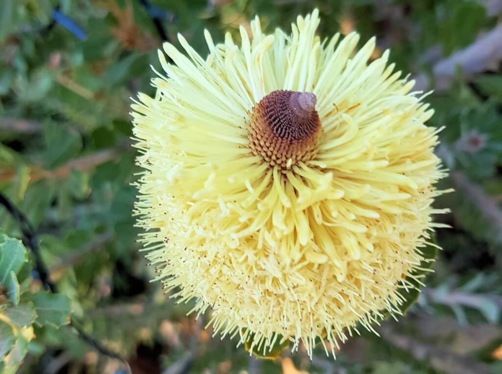 Cut-leaf Banksia (Banksia praemorsa), Alice Springs, NT