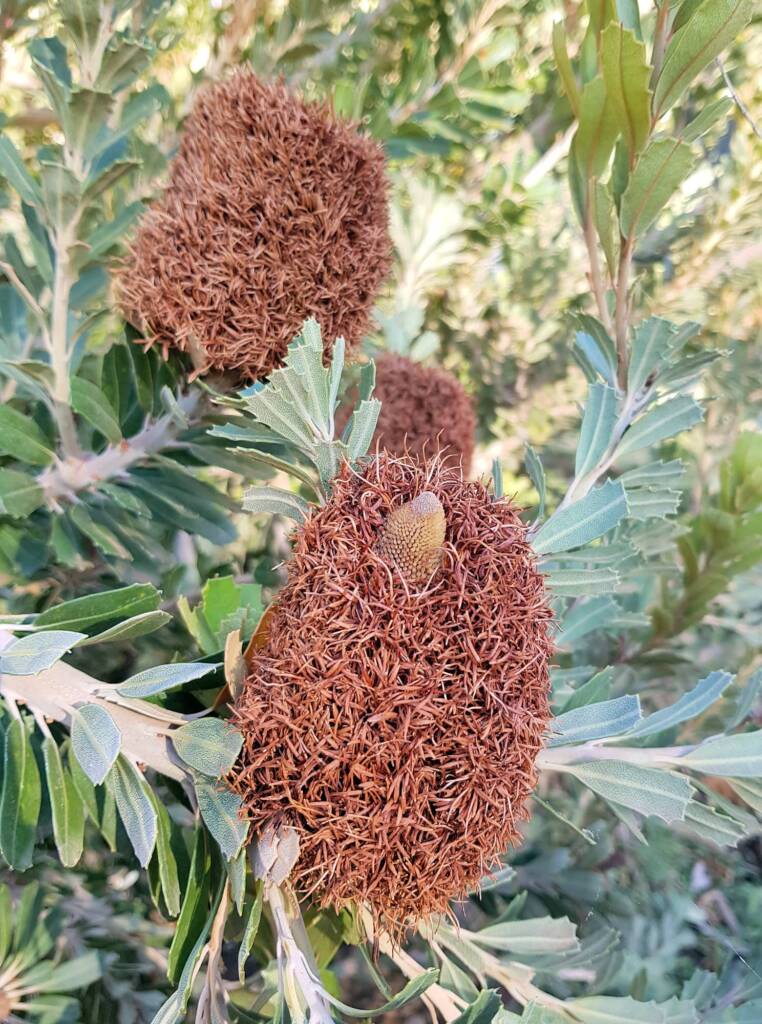 Cut-leaf Banksia (Banksia praemorsa), Alice Springs, NT