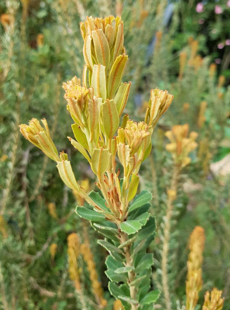 Cut-leaf Banksia (Banksia praemorsa), Alice Springs, NT