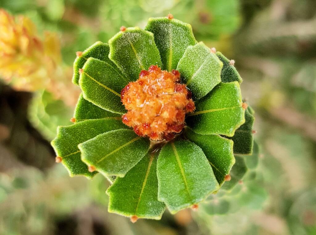 Cut-leaf Banksia (Banksia praemorsa), Alice Springs, NT